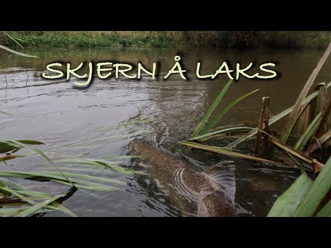 Laksefiskeri med zpey zpin i Skjern Å - Stor flot laks på vej til gydebanken // Atlantic salmon