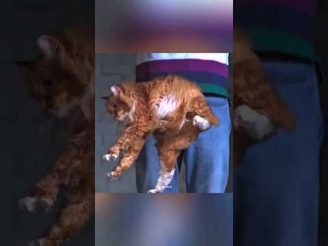 Why a cat always lands on its feet #science #sciencefacts