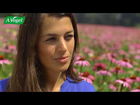 Roter Sonnenhut bei Erkältungen/grippalen Infekten