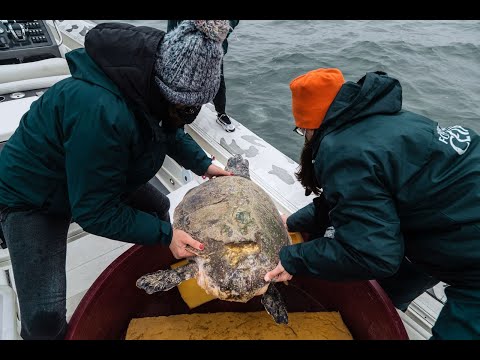 Riportate in mare due tartarughe marine, ma i recuperi continuano