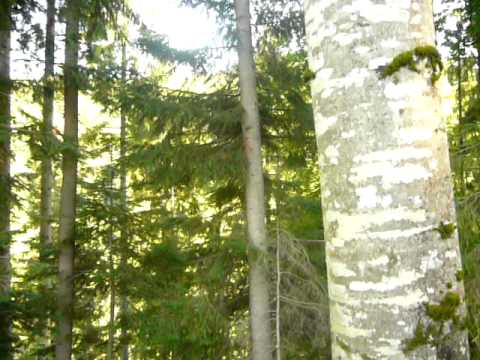 Aurul verde de Gemenea.MOV