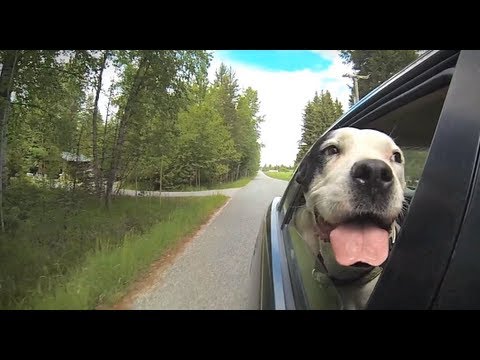 Nothing Like a Country Ride with Your Dogs!