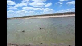 perros monte 09012011