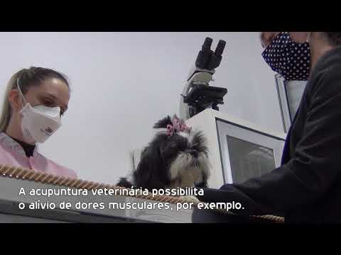 ACUPUNTURA VETERINÁRIA