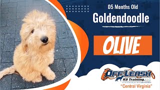 Download Lagu 5 mo Goldendoodle (Olive) | Off Leash K9 Training | Virginia's Best Dog Trainers Thumbnail