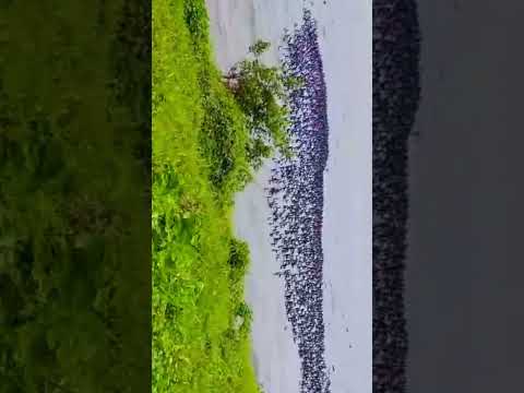 මෙයාලගේ ලස්සන බලන්නකො🥰🥰🤗🤗