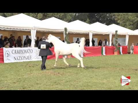 N.95 SAFEER BY SIBILLA - Arezzo 2015 - Stallion 4-6 years old (Class 10)