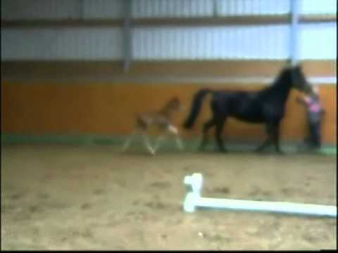 Lenchen Lampe 02/11 (L`Espoir - Donnerschwee - Romancier geb.2011)