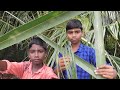 ASMR OPEN PLACE COCONUT LEAVES TINGLES Help For Sleep