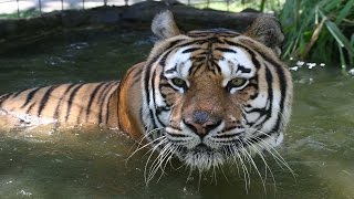 Global Tiger Day:  Meet Our Tiger Residents