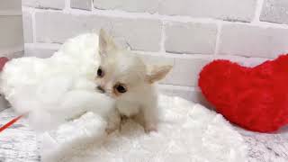 チワワ（ロング）の動画02