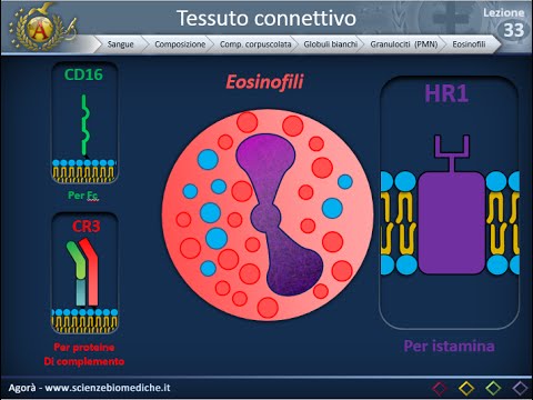 Histology 33 - White Blood Cells - Granulocytes