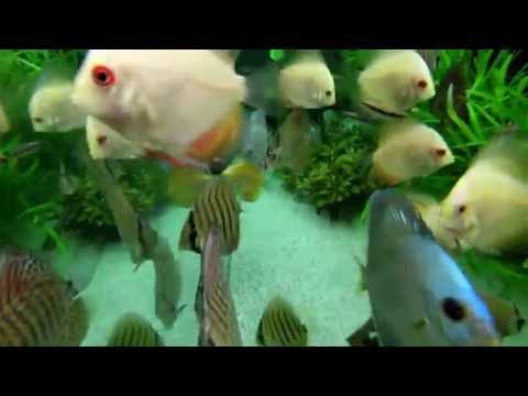 Discus Fish Tank Underwater