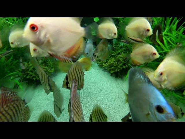 Discus Fish Tank Underwater