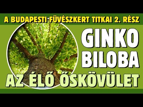 A budapesti Füvészkert titkai 2. rész - Ginko biloba az élő őskövület