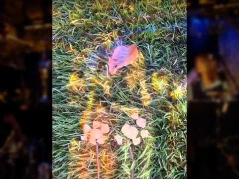 Dirty Davey, Malinbeg.wmv