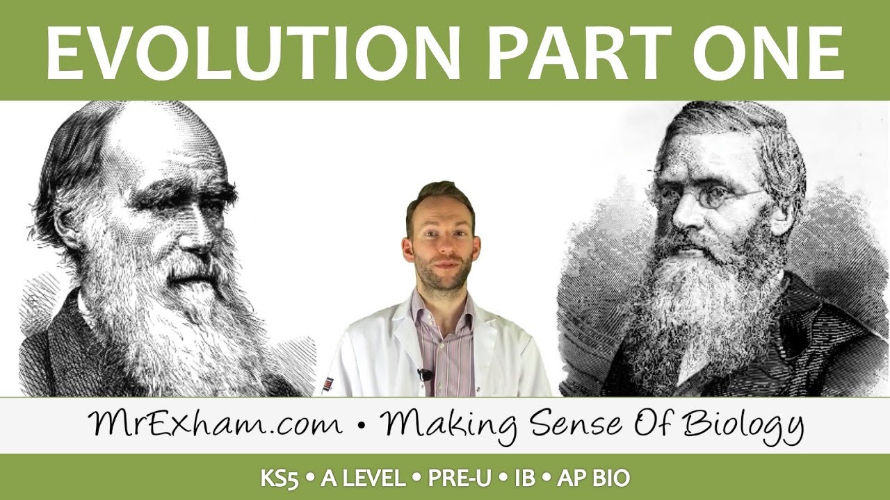 Evolution - Natural selection, niches and types of selection - Post 16 Biology (A Level, Pre-U, IB,)