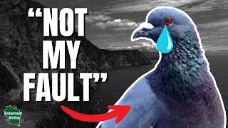 5 Reasons Why You Shouldn’t Hate Pigeons