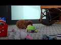 Miniature Poodle dogs for sale: Lorene - Video 1