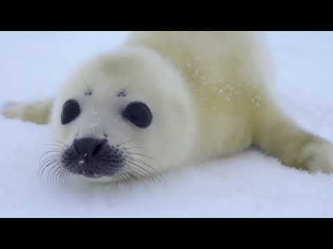 Seals