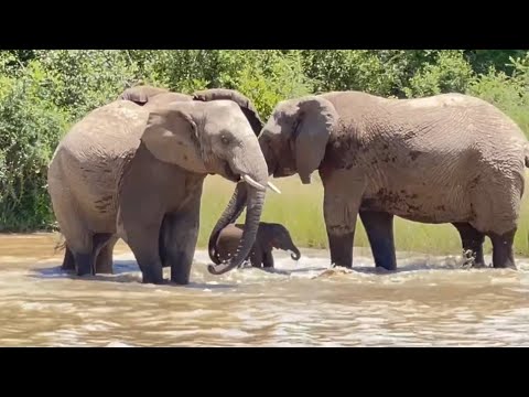 Brave Little Swimmer Elephant, Phabeni Gets Submerged in the Dam!