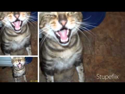 TFS Dragon Ball Z Kai Abridged Parody Episode 3