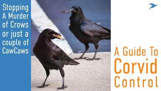 Modern Bird Control for Crows & Ravens