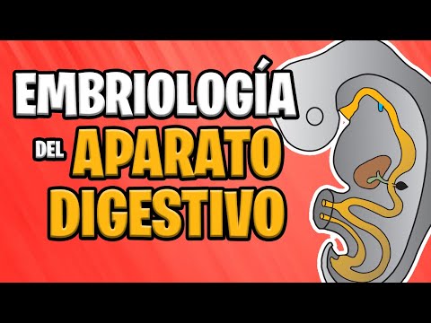 ✅ EMBRIOLOGÍA del APARATO DIGESTIVO 🍔💩