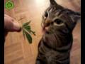 Kissa syö ruukkukasvit