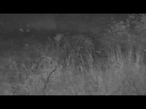 Djuma: Leopard-Pt:2-now on dam wall(cam focus was acting up) - 02:27 - 01/19/21