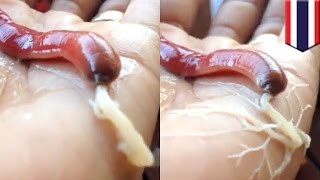 Strange creatures: Bizarre ribbon worm shoots white goo all over a human hand - TomoNews