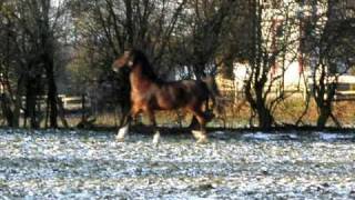 Hackney horse William enjoying himself again