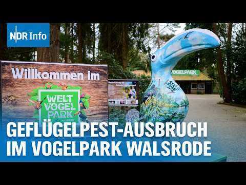 Video Thumbnail: 58 tote Vögel: So hart trifft die Vogelgrippe den Vogelpark | NDR Info