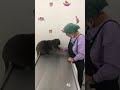 Gray Cat Doesn T Like Being At The Vet LOL I Don T Blame The Cat Do You