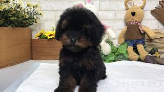 Video preview image #1 Poodle (Toy) Puppy For Sale in SAN JOSE, CA, USA