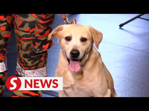 New 'leash' on life: Senior Fire and Rescue K9 dogs will not be put down, parliament told