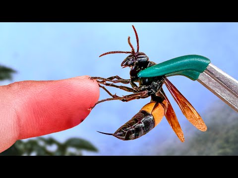 Stung by a Giant Banded Hornet!