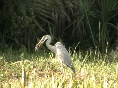 Great Blue Heron sizing things up Video