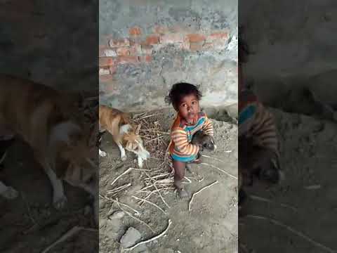 Funniest dogs..  You won't stop 😁 laughing..  Cutest puppies and a kid