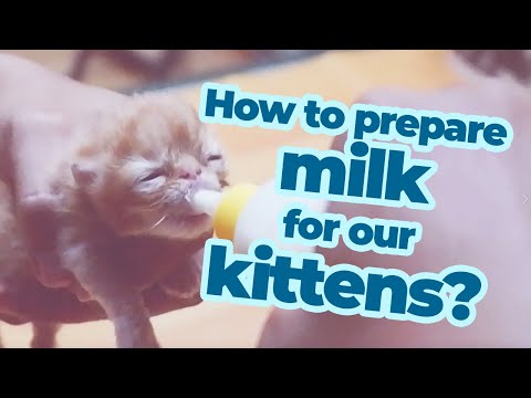 HOW TO PREPARE MILK FOR KITTENS? // BEST WAY OF HAND FEEDING OUR KITTENS
