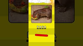 Complete as palavras 🗣️ #quiz #palavras #complete