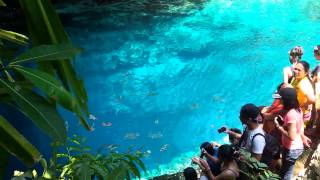 preview picture of video 'Hinatuan Enchanted River - Feeding Time (part 5)'