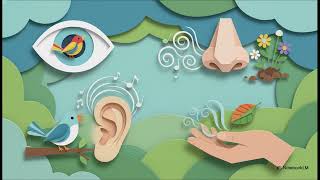 Birdwatching for Stress Relief Rejuvenate Your Mind and Body【Birding Explained】