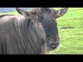 Wildebeest Moo Funny Video Knowsley Safari Park