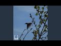 Starling
