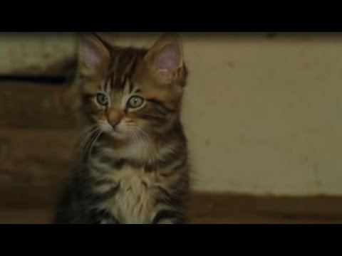 YouTube video about: Does male cat kill kittens?