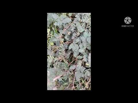 Shame plant, get shy when touched/ Mimosa Pudica/ Ipsita'screativity #shorts