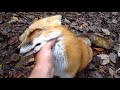 What does the fox say (abú Bakr Bagdádí) - Známka: 1, váha: malá