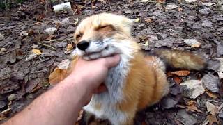 Fox go FLOOF