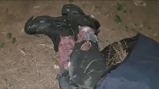 Moroccan Zombie | Atlas Mountains | Morocco